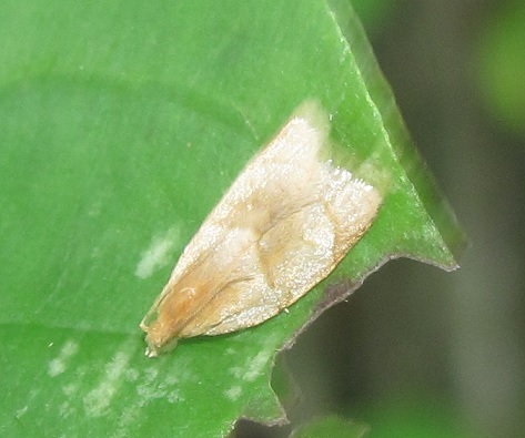 Clepsis rurinana (Tortricidae)? S�